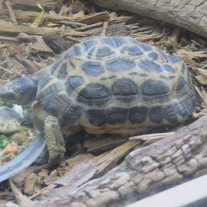 Reptile Discovery Center - Spider Tortoise