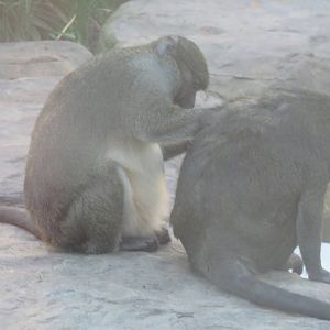 Think Tank - Allens Swamp Monkey