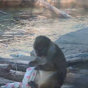 Think Tank - Allens Swamp Monkey