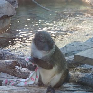 Think Tank - Allens Swamp Monkey