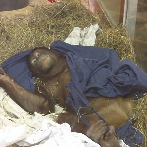 Think Tank - Bornean Orangutan - Batang