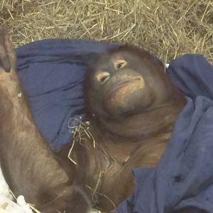 Think Tank - Bornean Orangutan - Batang