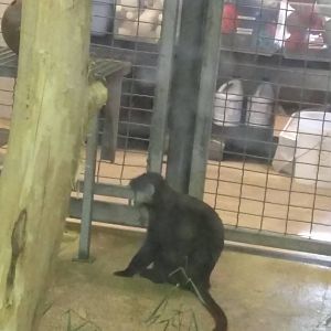 Think Tank - Schmidts Red Tailed Monkey