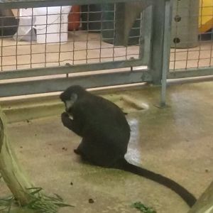 Think Tank - Schmidts Red Tailed Monkey