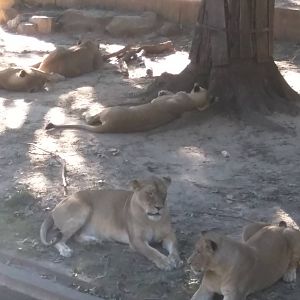 Great Cats - African Lion
