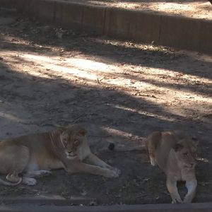 Great Cats - African Lion