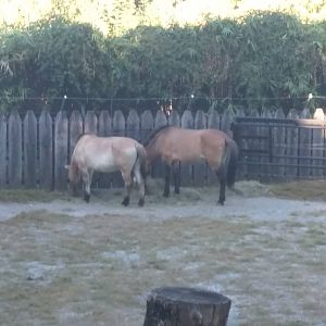 National Zoo - Przewalski's Horse