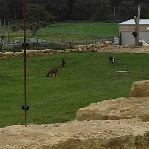 Costa, Coffee and Sugar the Nubian Goats