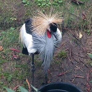 Grey-necked Crowned Crane