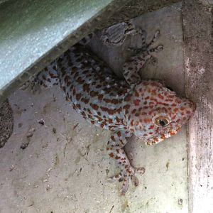 Tokay Gecko