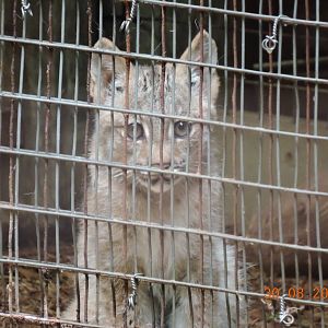 Canada Lynx