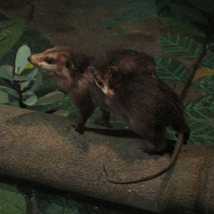black eared opossum didelphis marsupalis museo de historia natural