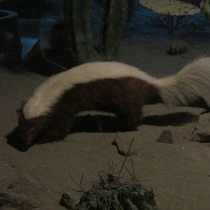 hog nosed skunk museo de historia natural