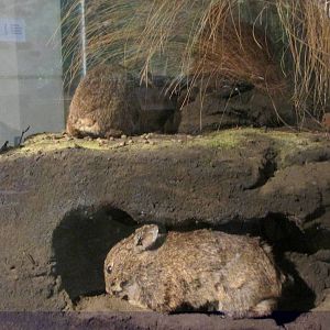 volcano rabbit museo de historia natural