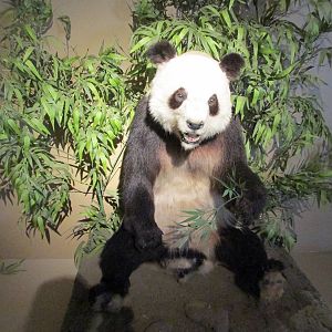 giant panda liang liang museo de historia natural