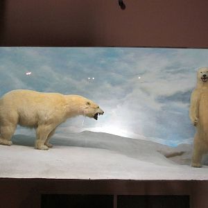 polar bears museo de historia natural