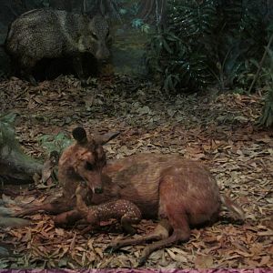 mexican brocket deer and collared peccary museo de historia natural