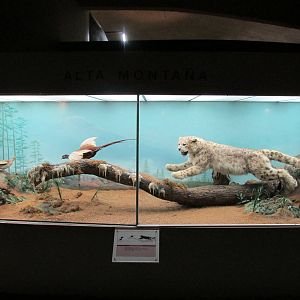 snow leopard museo de historia natural