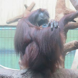 Great Ape House - Hybrid Orangutan