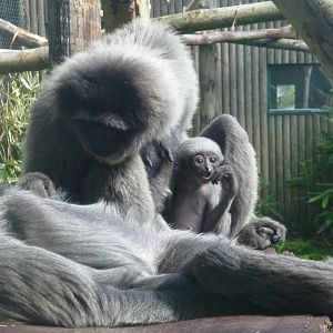 Infant moloch gibbon