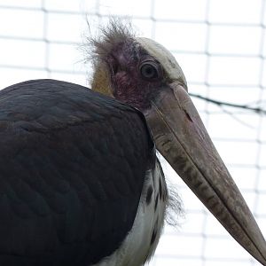Lesser Adjutant Stork, September 2015