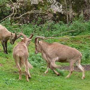 Barbary Sheep and West Caucasian Tur, September 2015