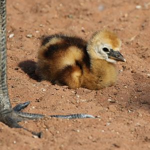 Grey Crowned-crane (chick)