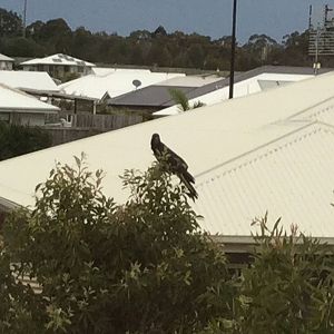 Yellow tailed black cockatoos