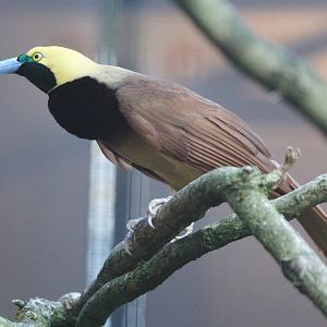 Raggiana Bird of Paradise (Paradisaea raggiana), August 2015