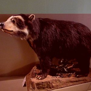 andean bear museo de historia natural