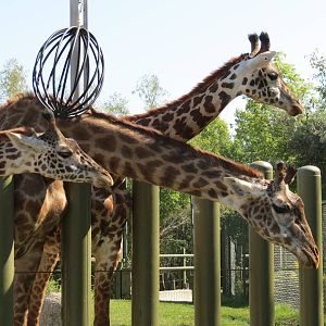 Masai Giraffe