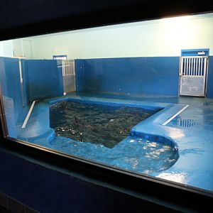 indoor sea lion pool