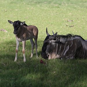 wildebeest calf and mother