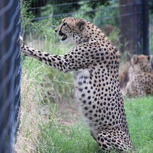 cheetah sitting upright