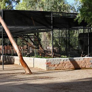 jaguar exhibit