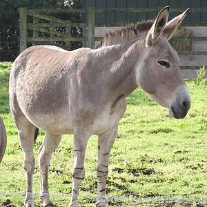 Somali Wild Ass @ Knowsley; 25.10.2014