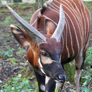 Bongo @ Knowsley; 25.10.2014