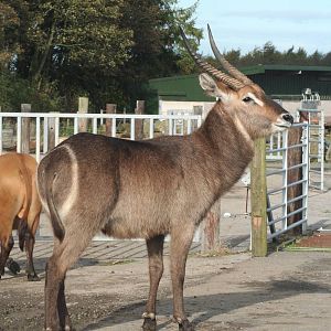 Waterbuck @ Knowsley; 25.10.2014