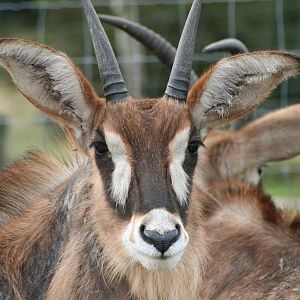 Roan Antelope @ Knowsley; 25.10.2014