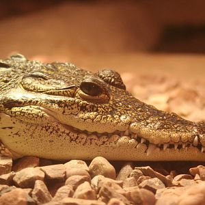 Morelet's Crocodile @ Knowsley; 25.10.2014