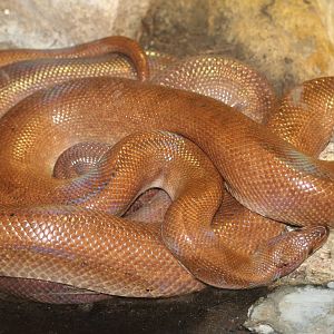 Rainbow Boa @ Knowsley; 25.10.2014