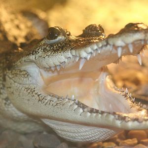 Morelet's Crocodile @ Knowsley; 25.10.2014