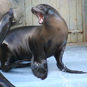 Californian Sea Lions @ Knowsley; 25.10.2014