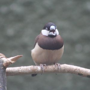 Timor Sparrow @ Chester; 02.04.2015