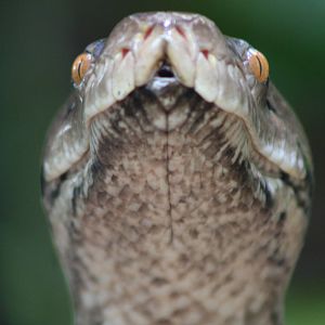 Reticulated Python @ Chester; 02.04.2015