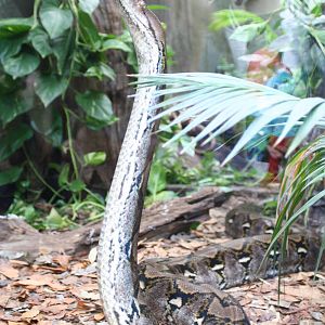Reticulated Python @ Chester; 02.04.2015