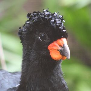Red-Billed Curassow @ Chester; 02.04.2015