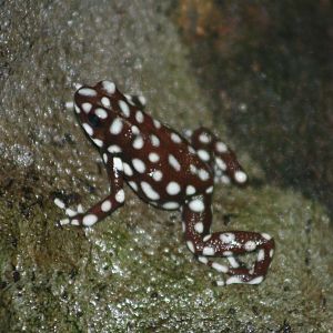 Rio Maranon Poison-Dart Frog @ Chester; 02.04.2015