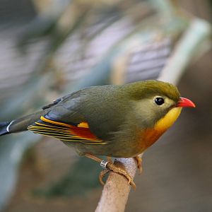 Pekin Robin @ Chester; 02.04.2015