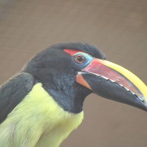 Green Aracari @ Chester; 02.04.2015